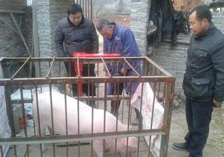 曝光小地磅称猪猫腻 农户卖猪注意了！